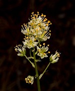 Toxicoscordion paniculatum 18-9360